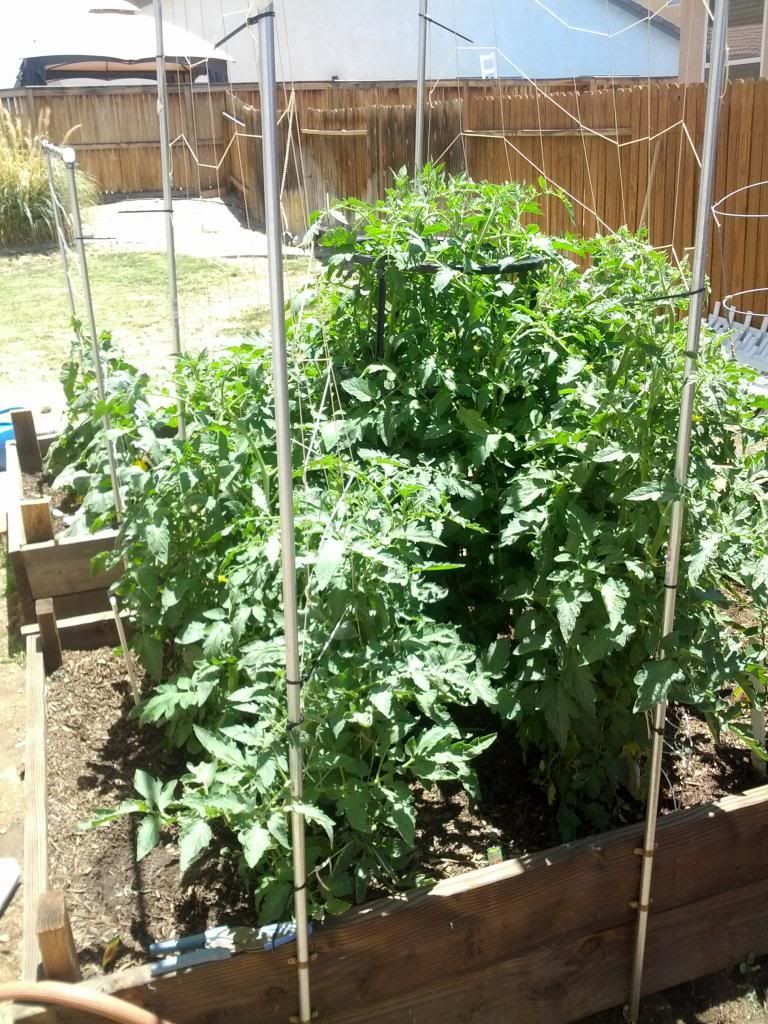 Tomatoes photo IMG_20140605_125811.jpg